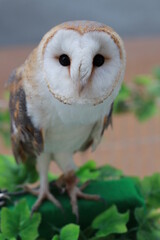 メンフクロウの正面全身