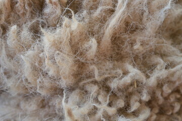 羊の毛のアップ