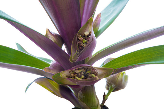 blooming houseplant Rhoeo discolor on white background