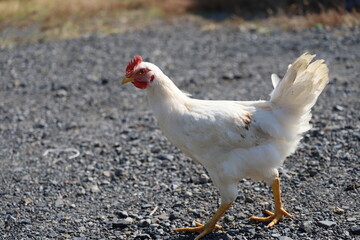 左向きの鶏の中雛　生後2か月