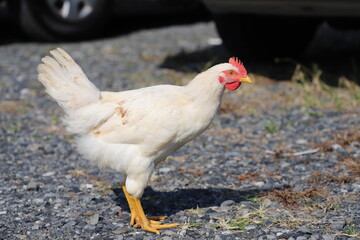 右向きの鶏の中雛　生後2か月