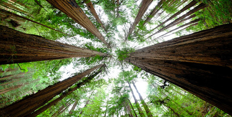 Muir Woods Forest Redwood Trees California - obrazy, fototapety, plakaty