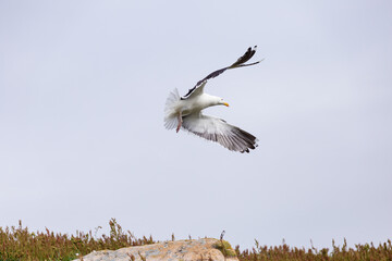 Seagull flying low. Great Black backed Gull. Saltee Islands, Ireland.