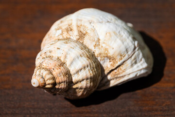 sea shell / sea snail isolated