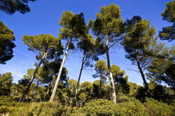 Obraz premium Pinar de Es Coll de Sa Marina. Capdepera. Mallorca. Baleares.España.