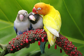 Three lovebirds are perched on the weft of the anthurium flower on a green leaf background. This...