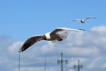The flight of a seagull in a blue cloudy sky