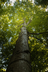 Thick tree limb, tree seen from below, looking up, tree crown with green leaves. Sun breaking through the leaves, soaring tree, tall beech