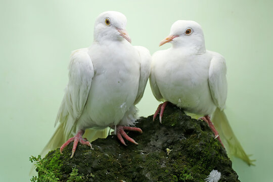 A pair of white Sunda collared-doves forage on a rock overgrown with moss. This bird has the scientific name Streptopelia bitorquata.