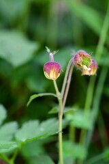Kwiaty kulika zwisłego (Geum rivale)