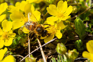 bee collects nectar from Potentilla arenaria, Tormentilla erecta, Potentilla laeta, Potentilla tormentilla, tormentil, septfoil, erect cinquefoil yellow small wildflowers melliferous plants - obrazy, fototapety, plakaty
