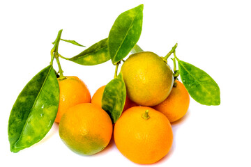 citrus, kumquats