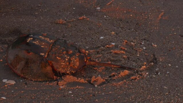 An Atlantic horseshoe crab turns back into the surf at sunset along the coast of New York City