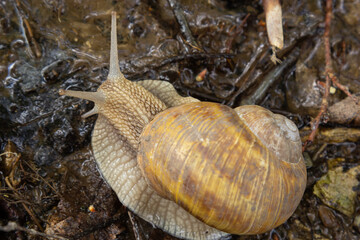 Burgundy snail, Helix, Roman snail, edible snail, escargot, on the surface of old stump with moss in a natural environment. Green moss and mold growing on the old tree trunk.