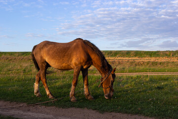 Fototapeta na wymiar Thin chestnut horse eating grass while grazing on farm grassland pasture