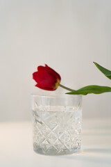 faceted glass with clean water near blurred tulip on white surface isolated on grey.