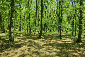 Panoramic Sunny Forest in Spring time.