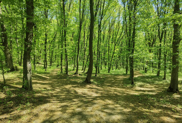 Panoramic Sunny Forest in Spring time.