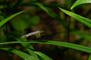 Panorpa communis is the common scorpionfly a species of scorpionfly. Its are useful insects that eat plant pests