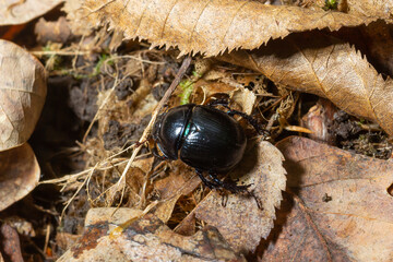 Forest beetle, Anoplotrupes stercorosus, a species of dung beetle and the subfamily Geotrupinae