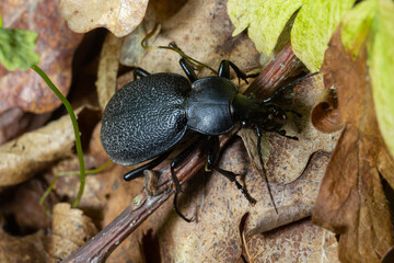 Carabus coriaceus is a species of beetle widespread in Europe, where it is primarily found in deciduous forests and mixed forests.