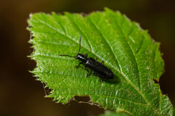 Close up Malachite beetle, Malachius bipustulatus, family soft-winged flower beetles, Melyridae, on a leaf. Dutch garden. Spring, May
