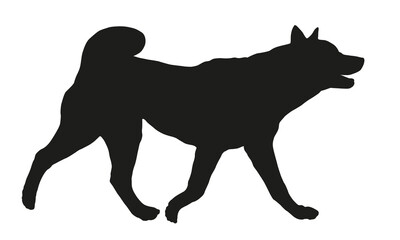 Black dog silhouette. Running american akita puppy. Pet animals. Isolated on a white background.