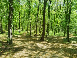 Fototapeta premium Panoramic Sunny Forest in Spring time.