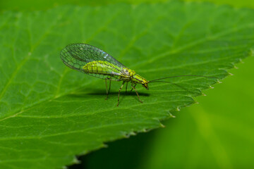 Green Lacewing, Chrysopa perla, hunting for aphids. It is an insect in the Chrysopidae family. The larvae are active predators and feed on aphids and other small insects
