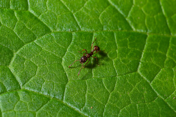 A macro shot of a red ant, Myrmica ruginodis, on a green leaf