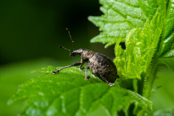 A black vine weevil, Otiorhynchus sulcatus, Family Curculionidae, on a wild privet leaf
