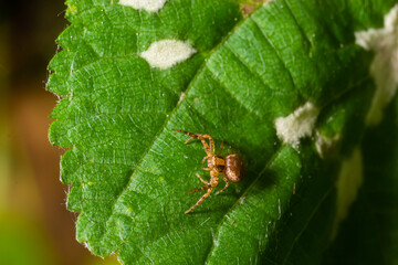 Macro photo of a crab spider hanging onto a plant, Xysticus Croceus