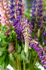 Bunch of blooming lupine summer flowers, inflorescence close up