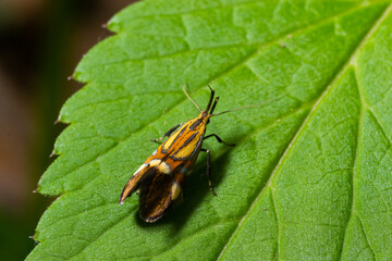 Close-up image of a long-legged butterfly, Nemophora degeerella. Green leaf