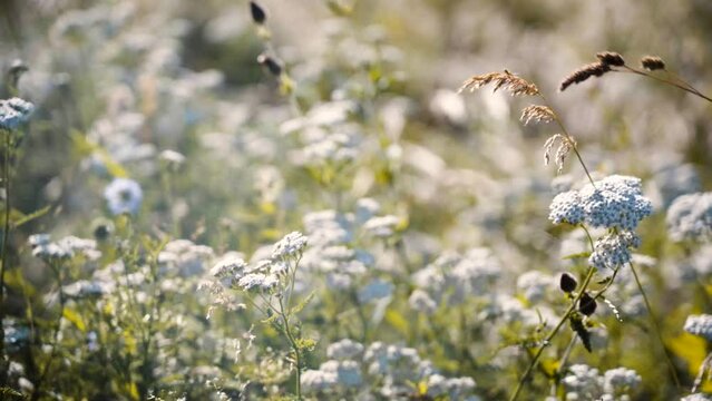 grass and white flowers on hills.alpine flowering meadow. Beautiful summer flowers on the wind. Spring summer nature 4k uhd