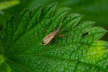 Nabis rugosus - Rotbraune Sichelwanze on a leaf on a summers day