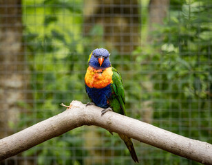Rainbow Lorikeet on a perch in a zoo setting.