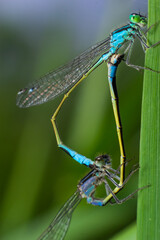 Two dragonflies Zygoptera mate, Odonata is an order of carnivorous insects, encompassing the dragonflies, Anisoptera, and the damselflies, Zygoptera