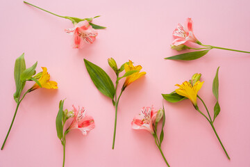 Obraz na płótnie Canvas top view of fresh alstroemeria flowers on pink background.