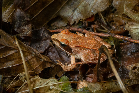 The wood frog, Lithobates sylvaticus or Rana sylvatica. Adult wood frogs are usually brown, tan, or rust-colored, and usually have a dark eye mask