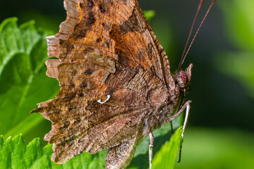 Polygonia c-album, the comma, is a food generalist, polyphagous, butterfly species belonging to the...