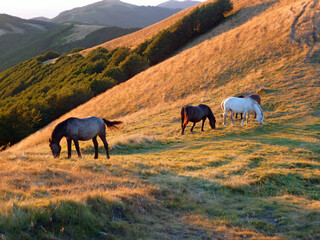 Horses grazing on a mountain pasture at sunset.