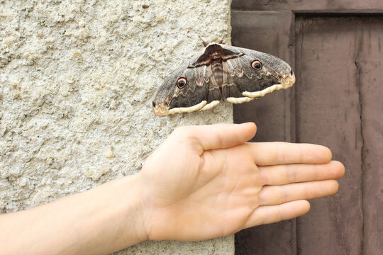 Saturnia Pavonia moth, aka Saturnia Pyri, setteled on a rustic wall above a man's open hand as a reference point for size.  It is one of the largest moths known in Europe.
