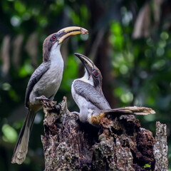 Sri Lanka grey hornbill