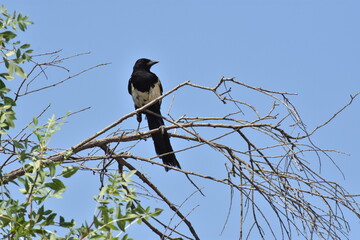 Urraca posada sobre la rama de un árbol con fondo de cielo