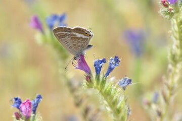 Mariposa canela estriada (Lampides boeticus) libando de una flor malva con fondo difuminado (macro)