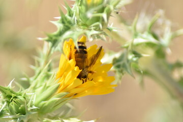 Abeja zambulléndose en el néctar de una gran flor amarilla de cardo con fondo difuminado (macro)