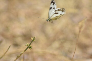 Mariposa blnquiverdosa (pontia daplidice) volando a punto de posarse en una planta