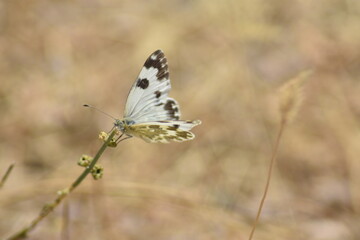 Mariposa blanquiverdosa (pontia daplidice) posada sobre una planta con fondo difuminado (macro)