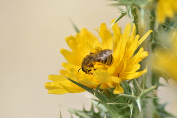 Abeja zambulléndose en el néctar de una gran flor amarilla de cardo con fondo difuminado (macro)
